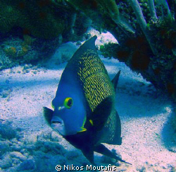 pomacanthus PARU (angelfish) , no strobes only natural li... by Nikos Moutafis 
